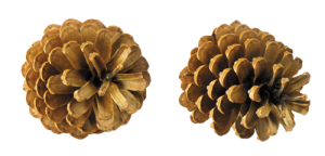 Pine cone PNG-13339